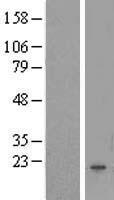 FAM167B Human Over-expression Lysate