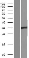 PCGF1 Human Over-expression Lysate