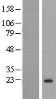 MAFG Human Over-expression Lysate