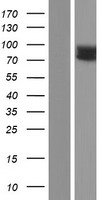 IL17RC Human Over-expression Lysate
