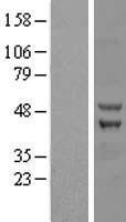 ZC3H10 Human Over-expression Lysate
