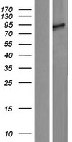 PPP1R15B Human Over-expression Lysate