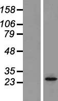 ORAI2 Human Over-expression Lysate
