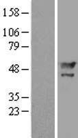 MAEL Human Over-expression Lysate