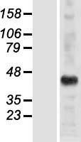 HSH2D Human Over-expression Lysate
