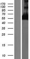 CORO6 Human Over-expression Lysate