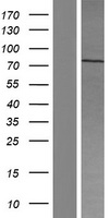 PWWP3A Human Over-expression Lysate