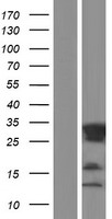 RITA (RITA1) Human Over-expression Lysate