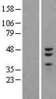 ZNF3 Human Over-expression Lysate
