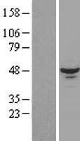 RBM17 Human Over-expression Lysate