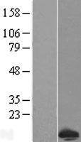 C12orf62 (COX14) Human Over-expression Lysate