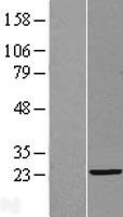 C3Orf34 (CEP19) Human Over-expression Lysate