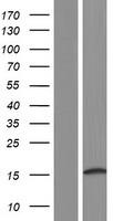 SMIM3 Human Over-expression Lysate