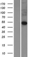 FIBCD1 Human Over-expression Lysate