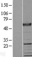 Dystrobrevin alpha (DTNA) Human Over-expression Lysate