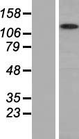 Myosin 1G (MYO1G) Human Over-expression Lysate
