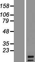 FGF5 Human Over-expression Lysate