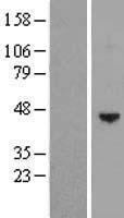 SCDGFB (PDGFD) Human Over-expression Lysate