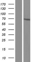 PIGS Human Over-expression Lysate