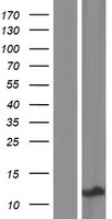 KRTAP3-3 Human Over-expression Lysate
