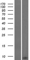 GNG8 Human Over-expression Lysate