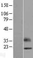 OPALIN Human Over-expression Lysate