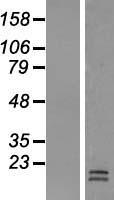 LACRT Human Over-expression Lysate