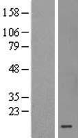 MRPS36 Human Over-expression Lysate