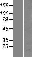 ILP2 (BIRC8) Human Over-expression Lysate