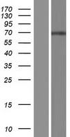 ATG16L2 Human Over-expression Lysate