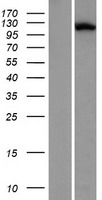 LRRCC1 Human Over-expression Lysate
