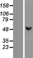 Glucokinase (GCK) Human Over-expression Lysate
