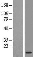 IMUP (C19orf33) Human Over-expression Lysate