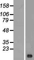 LIMS3 Human Over-expression Lysate