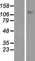 LUZP1 Human Over-expression Lysate
