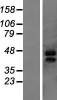 MARVELD3 Human Over-expression Lysate
