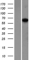 SIGLECL1 (SIGLEC12) Human Over-expression Lysate