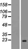CIB3 Human Over-expression Lysate