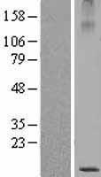 SBEM (MUCL1) Human Over-expression Lysate