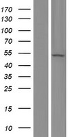 EVA1C Human Over-expression Lysate