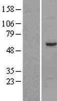 Optimedin (OLFM3) Human Over-expression Lysate