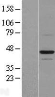 BTN2A1 Human Over-expression Lysate