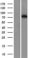 BORIS (CTCFL) Human Over-expression Lysate