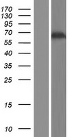 GAB3 Human Over-expression Lysate