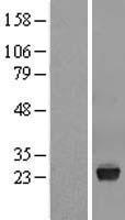 VSTM2L Human Over-expression Lysate