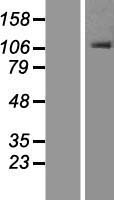 ORP1 (OSBPL1A) Human Over-expression Lysate