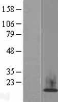 HIST1H2AH Human Over-expression Lysate