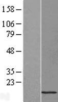 H2BC12 Human Over-expression Lysate