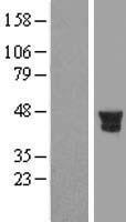 PTPN7 Human Over-expression Lysate