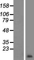 ROMO1 Human Over-expression Lysate
